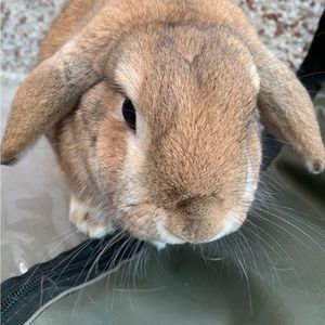 Meet your Posher, Edna